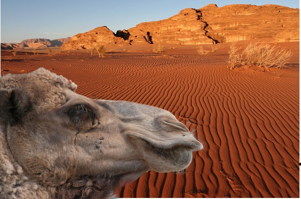 Creation of Ugly Betty of the Desert: Step 3